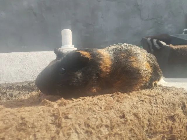 Porquinho da índia 