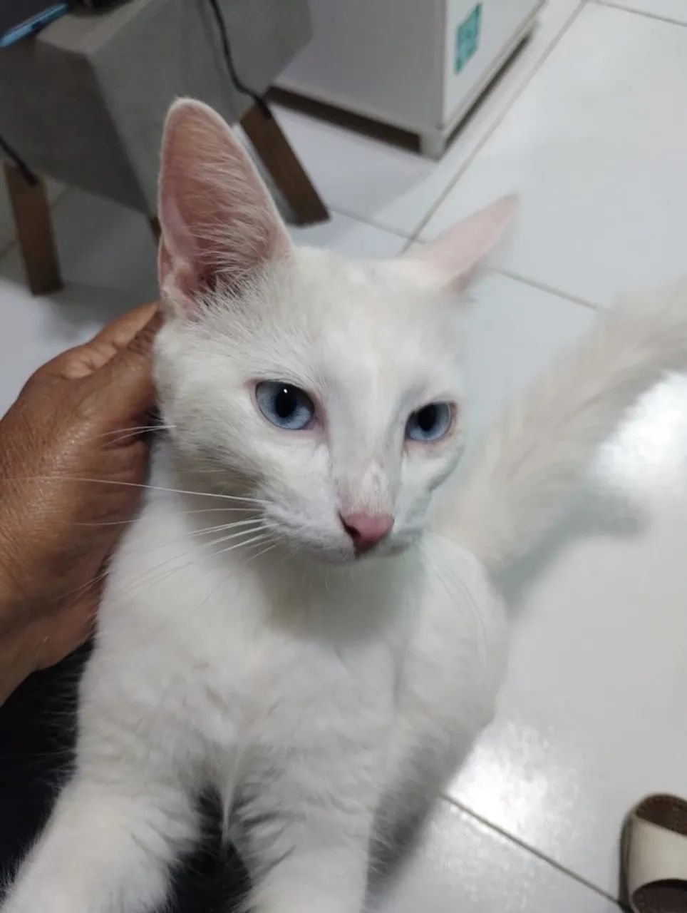 Gatinho para adoção  - Foto 3