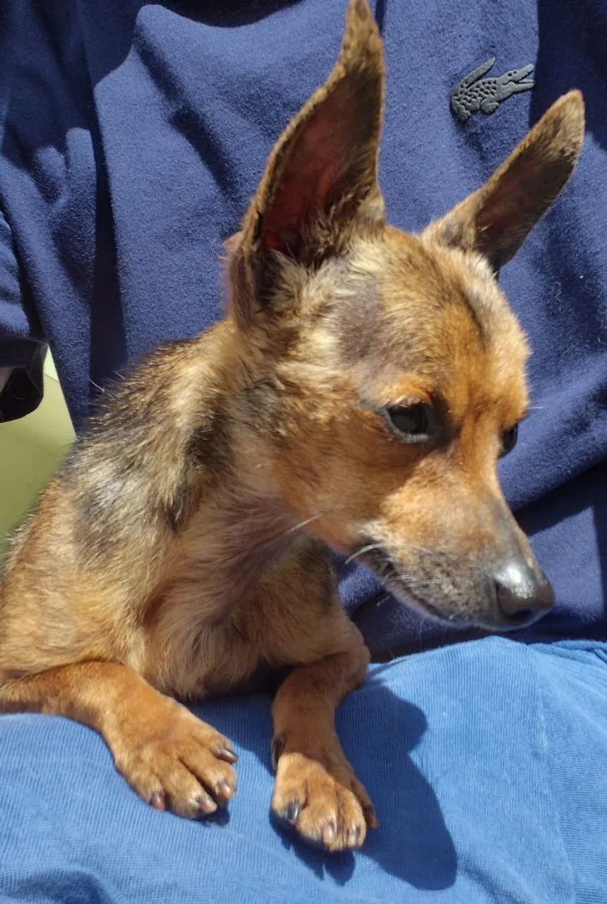 Pinscher padreador. - Foto 4