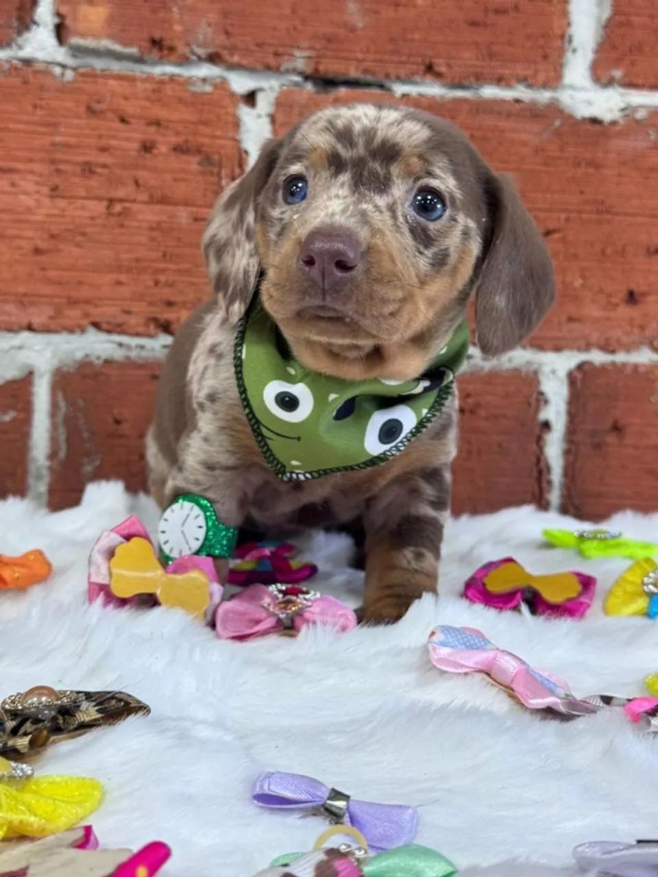 dachshund com 50 dias