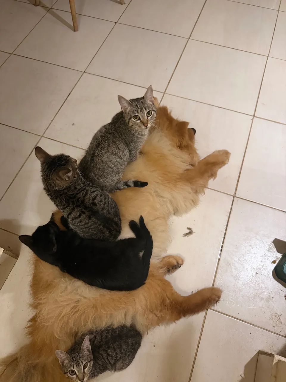 Adote gatinho!   - Foto 4
