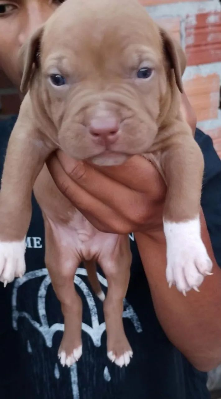 Pit bull - Foto 5