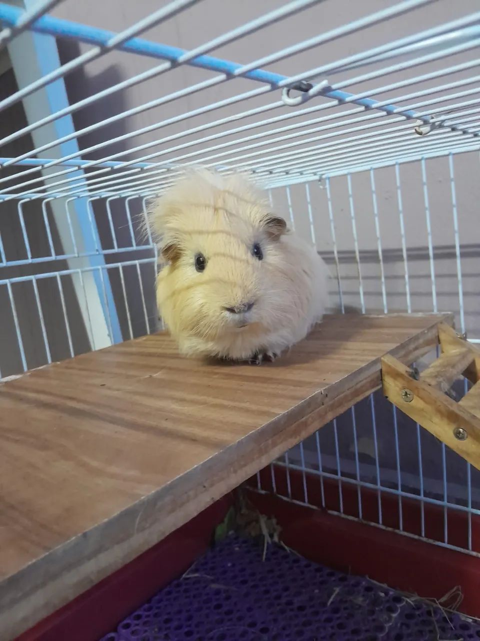 Porquinho da índia doando