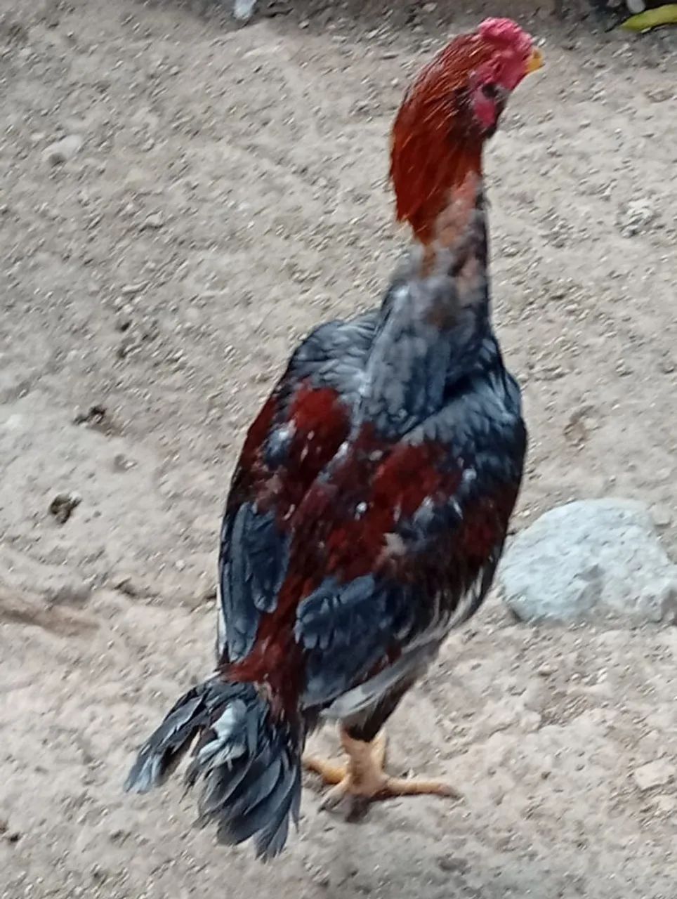 .galos e frango 