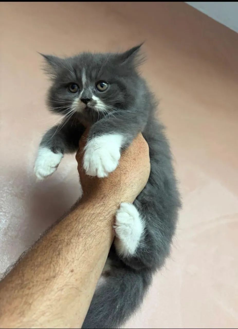 Gatos persas