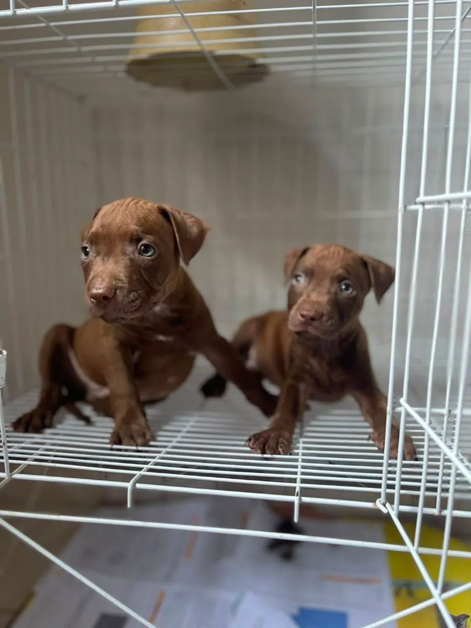 Pitt Bull machos  - Foto 3