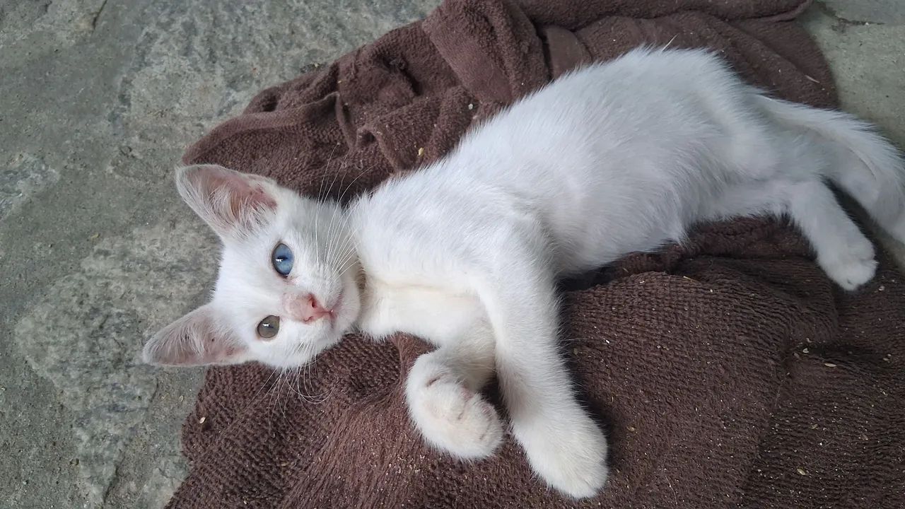 Gatos - Foto 2