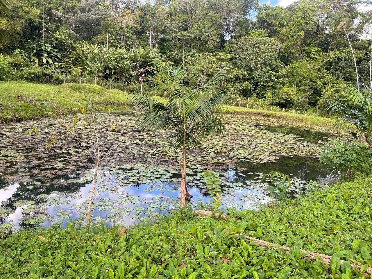 Sítio Santo Antônio do Tauá ( km 7 ) - Foto 5