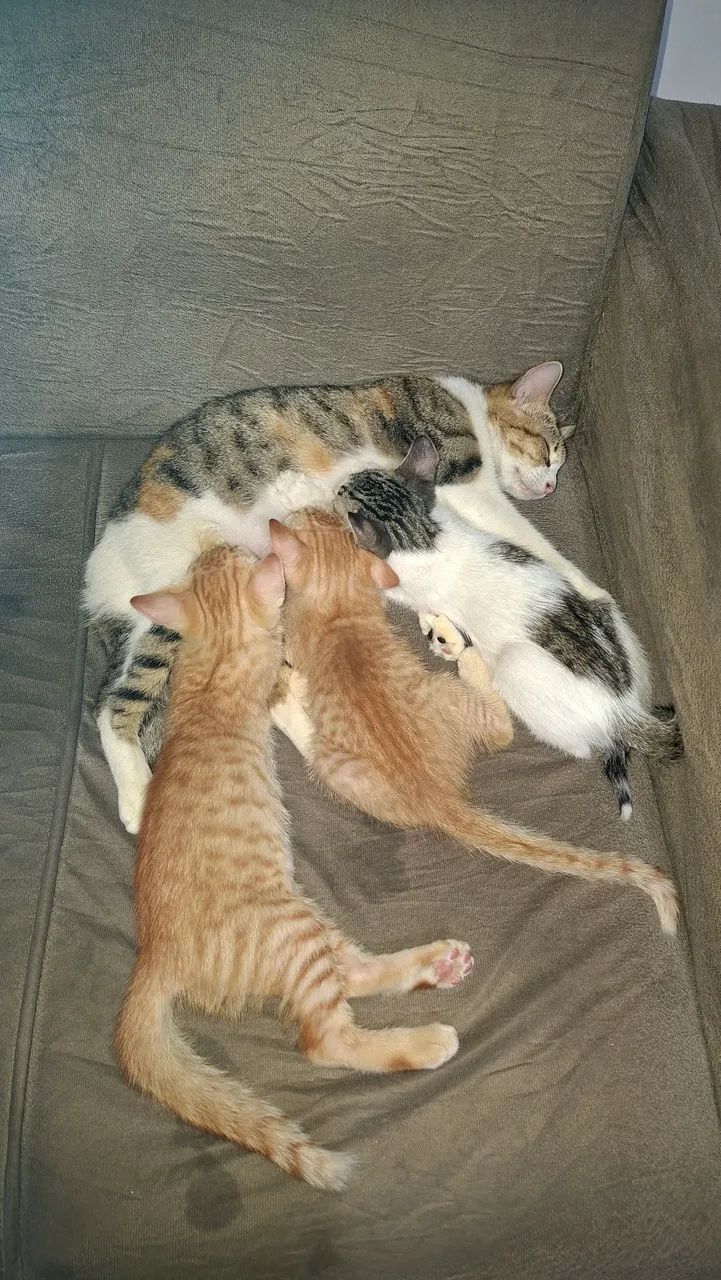 Filhotes de Gatos - Foto 3