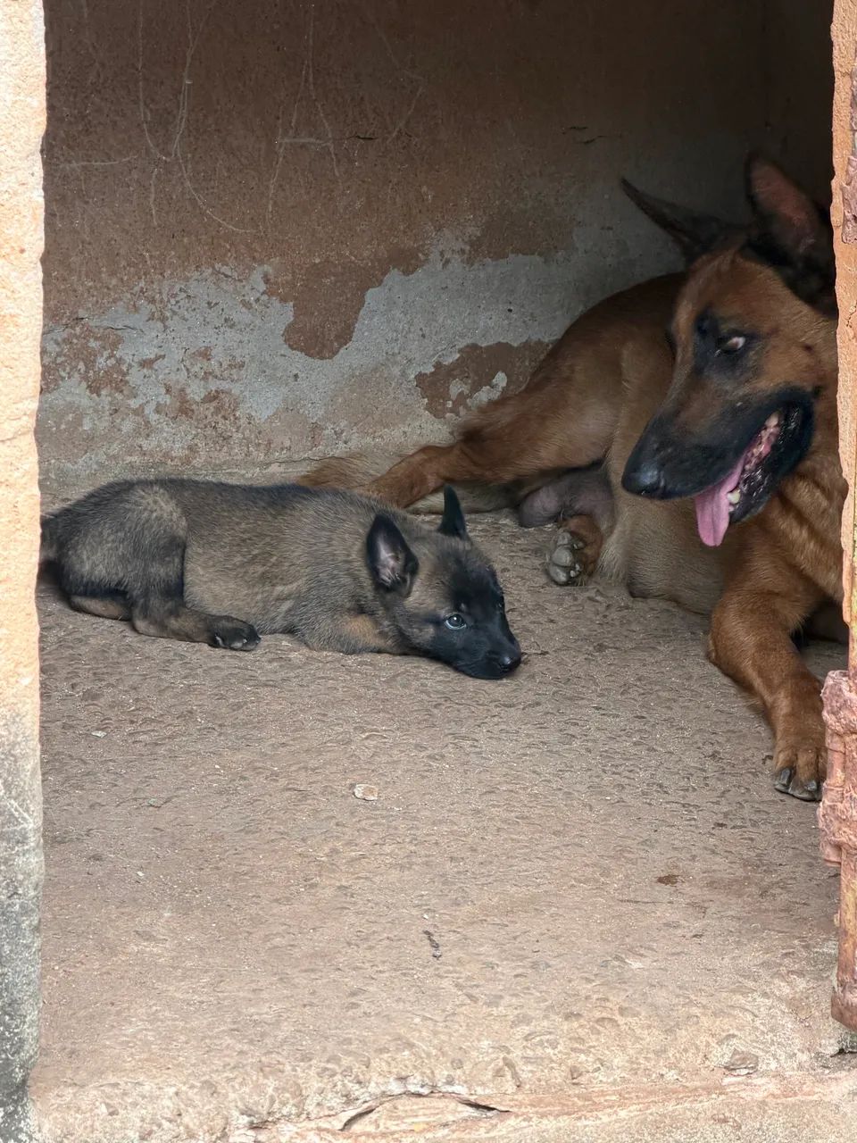 Animais - Foto 4