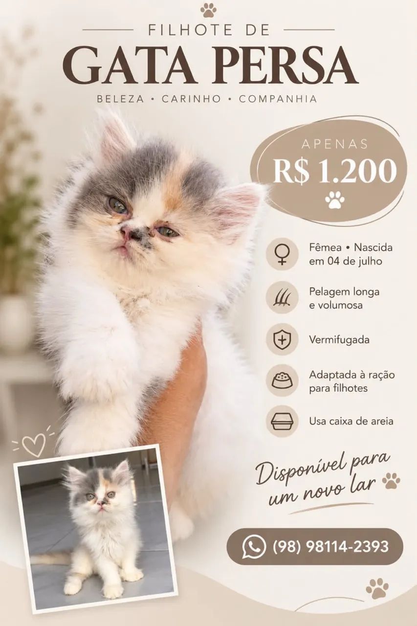 Vendo Gata Persa 