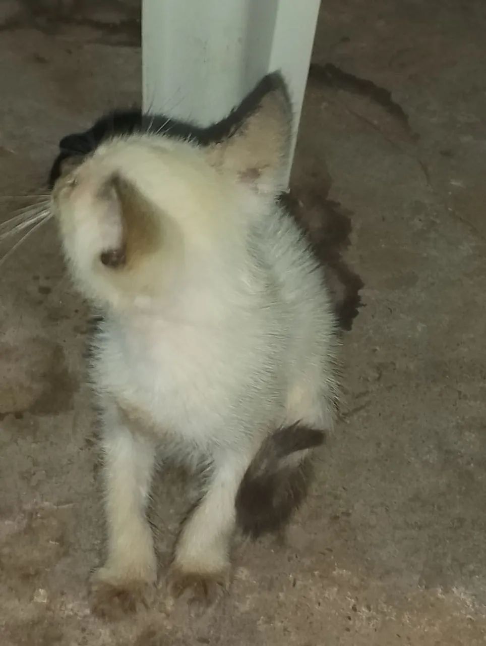 Doação 