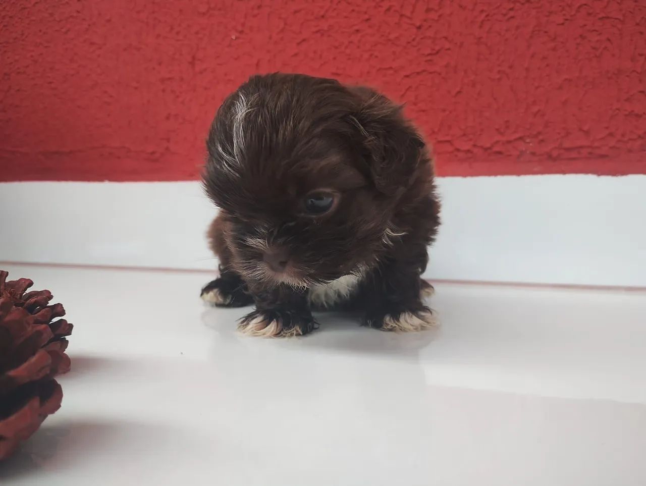 Shihtzu - Foto 6