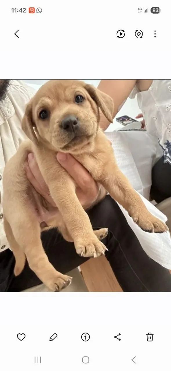 Venda de cachorro 