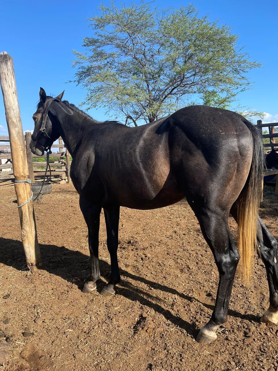 Potro Quarto de Milha com Documento  - Foto 2