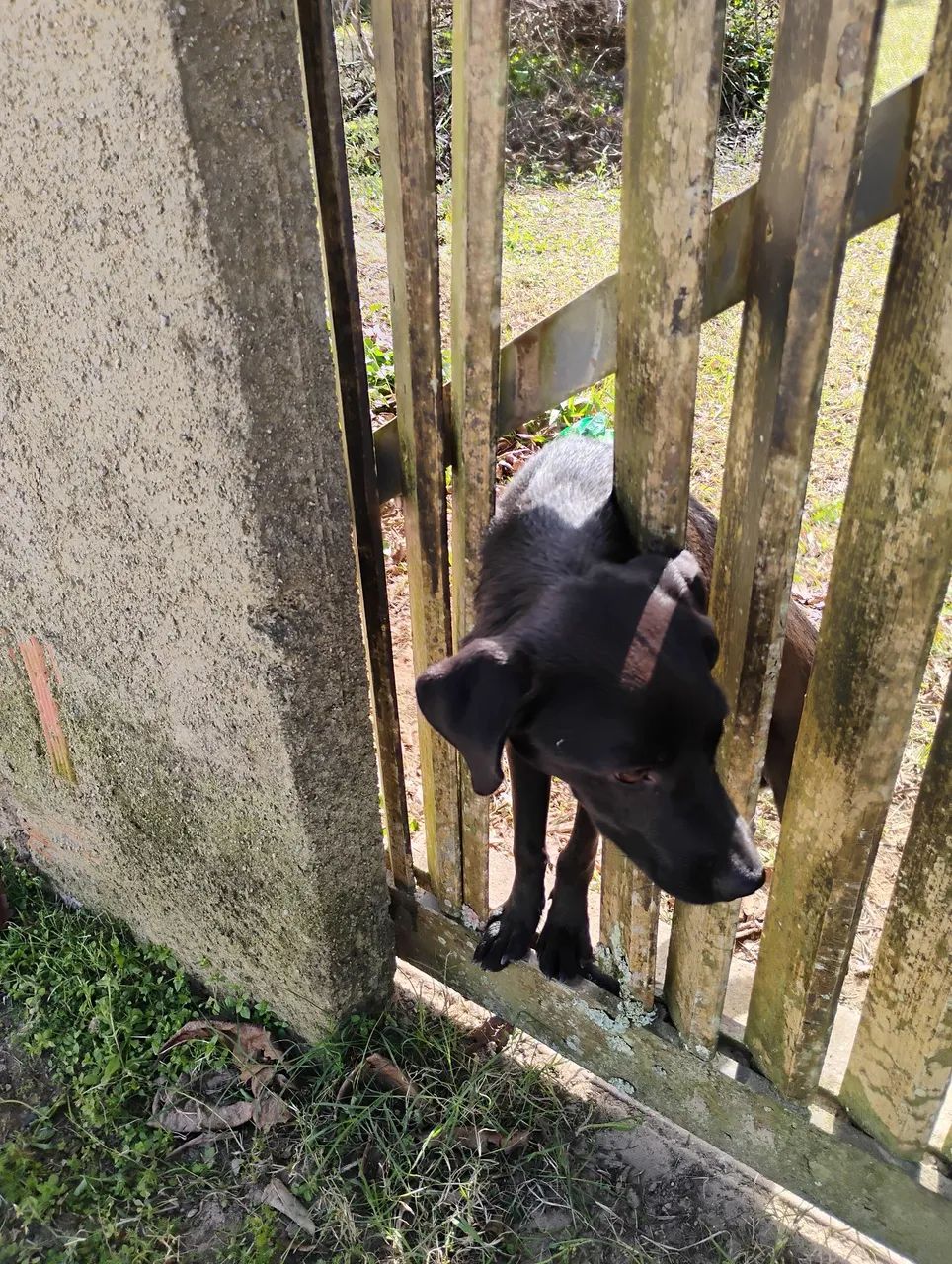 Adoção responsável urgente ? - Foto 2