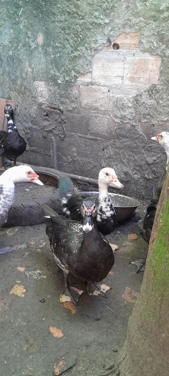 Animal  - Foto 2