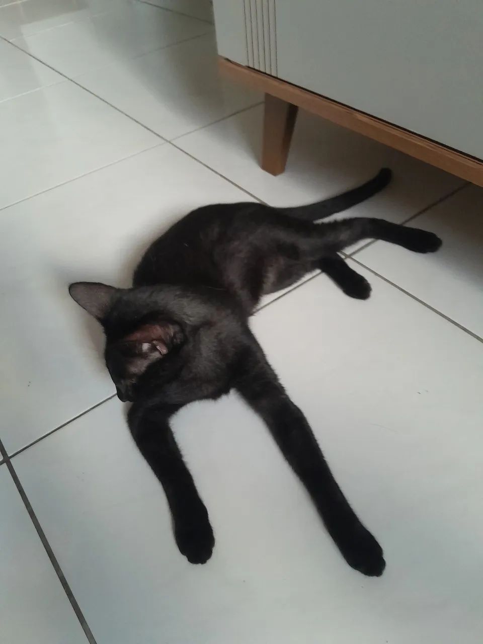 DOAÇAO DE GATA - Foto 4