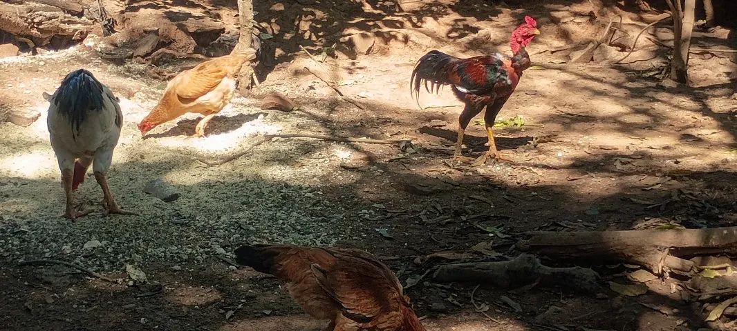 Frango caipira  - Foto 3