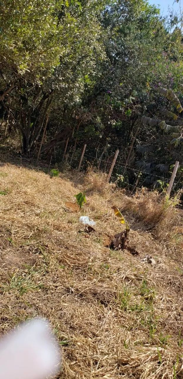 Terreno rural em mateus leme  - Foto 2