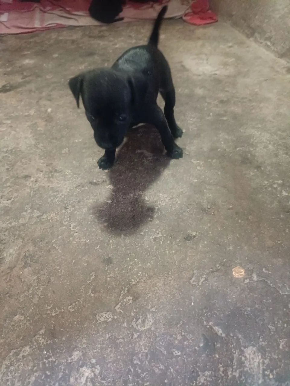 Vende cachorro pinscher  - Foto 3
