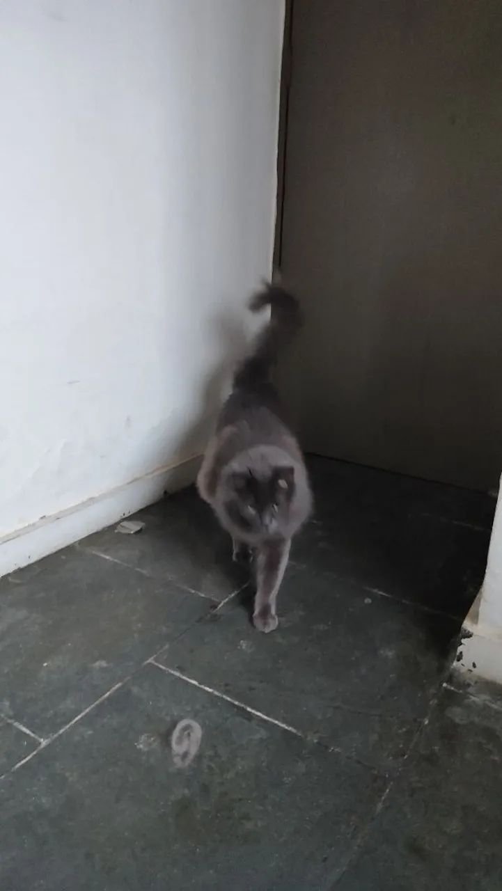 Adoção responsável - Foto 3