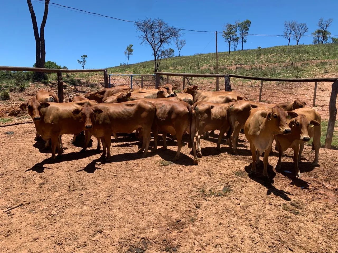 Vendo 15 novilhas prenhas FIV 50% jersey e 50% sindi - Foto 3