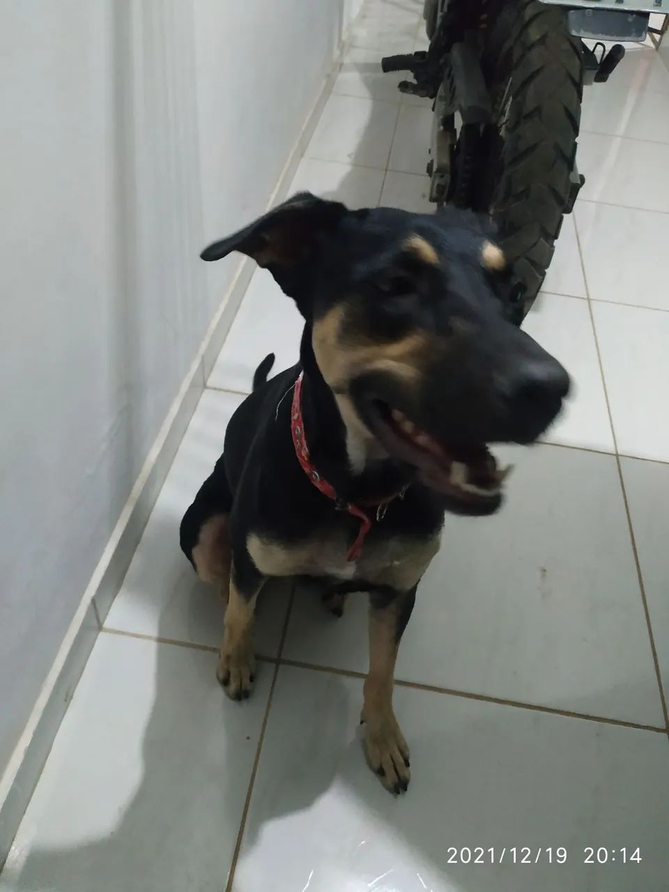 Cadela para Adoção