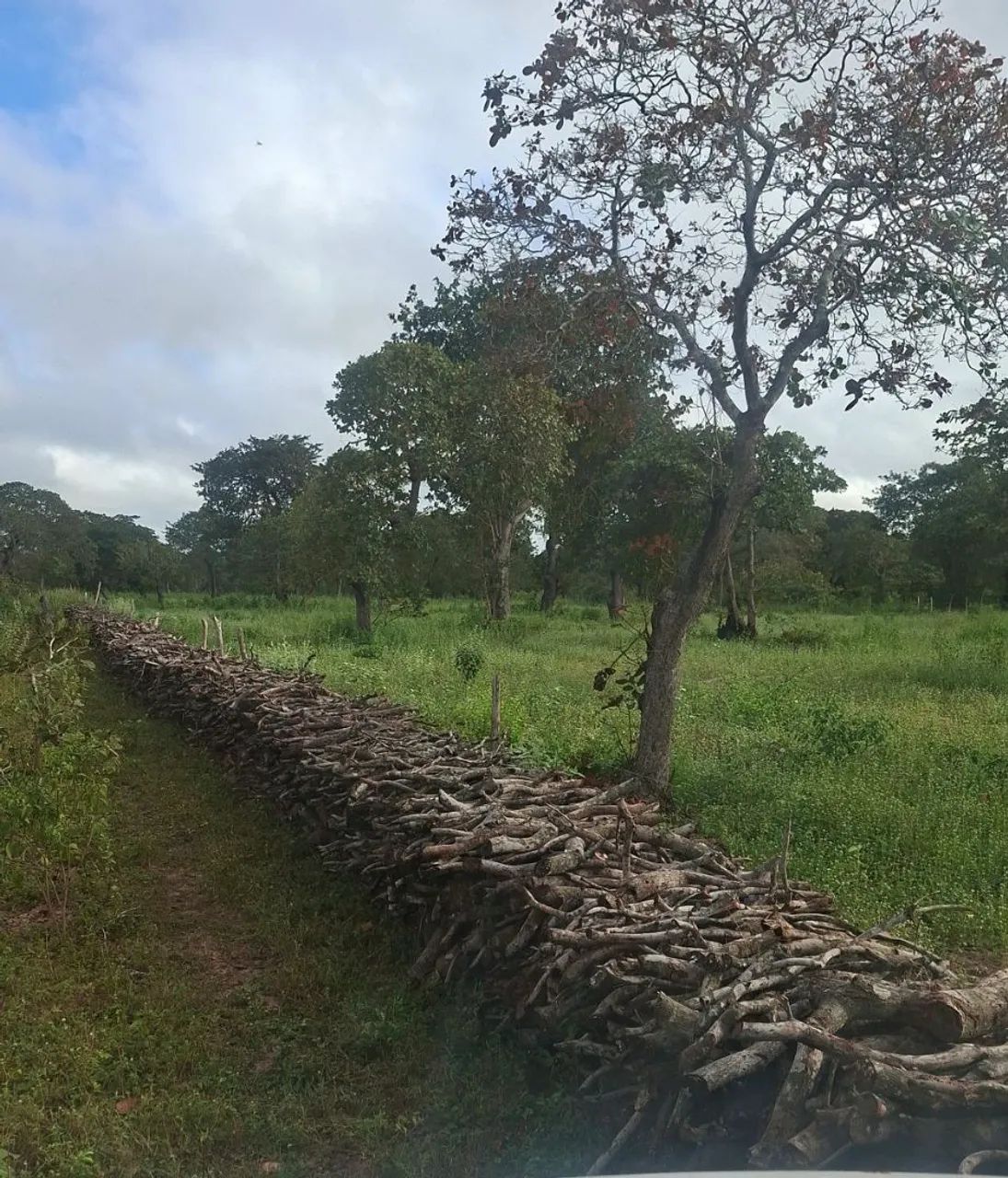Vendo lenha de cajueiro para caldeira - Foto 4