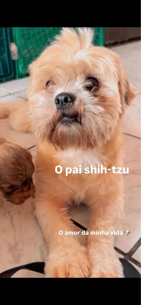 Filhotes de shih-tzu com poddle 