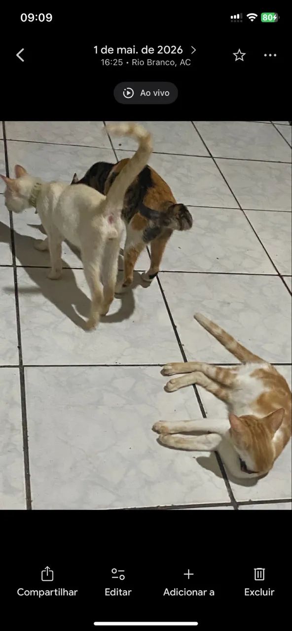 DOA-SE GATINHOS - Foto 5