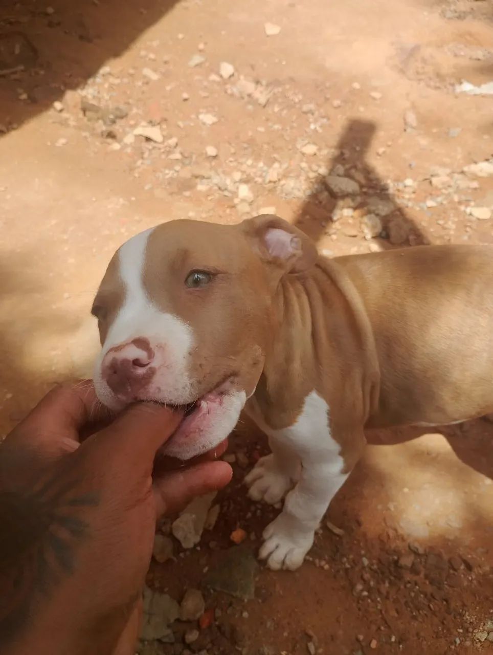 American bulling  - Foto 3