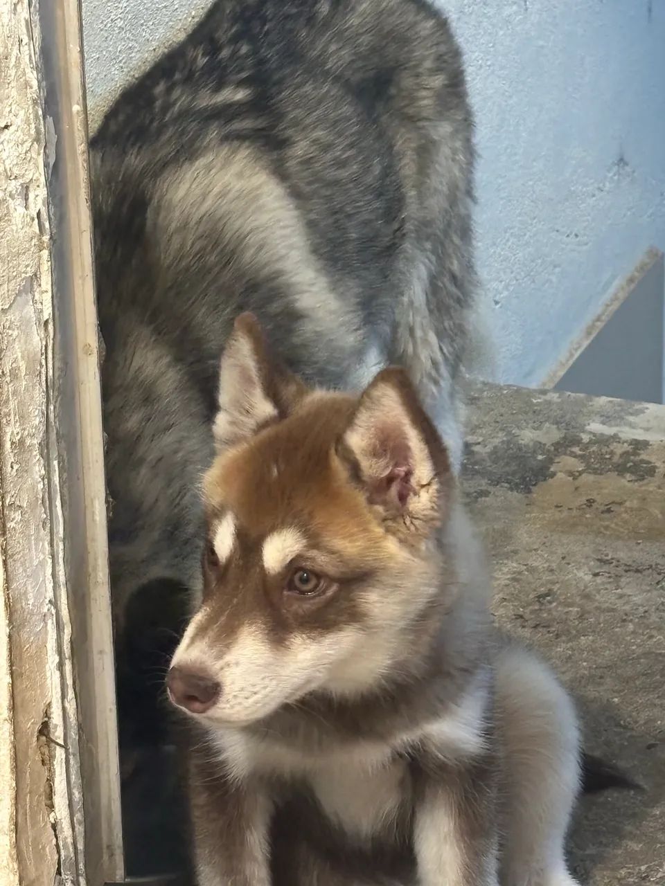 Husky - Foto 2