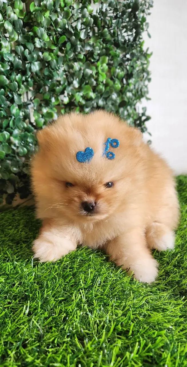 Lulu pomerania.  - Foto 4
