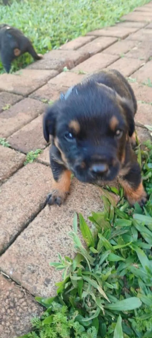 Filhote de Rottweiler  - Foto 2