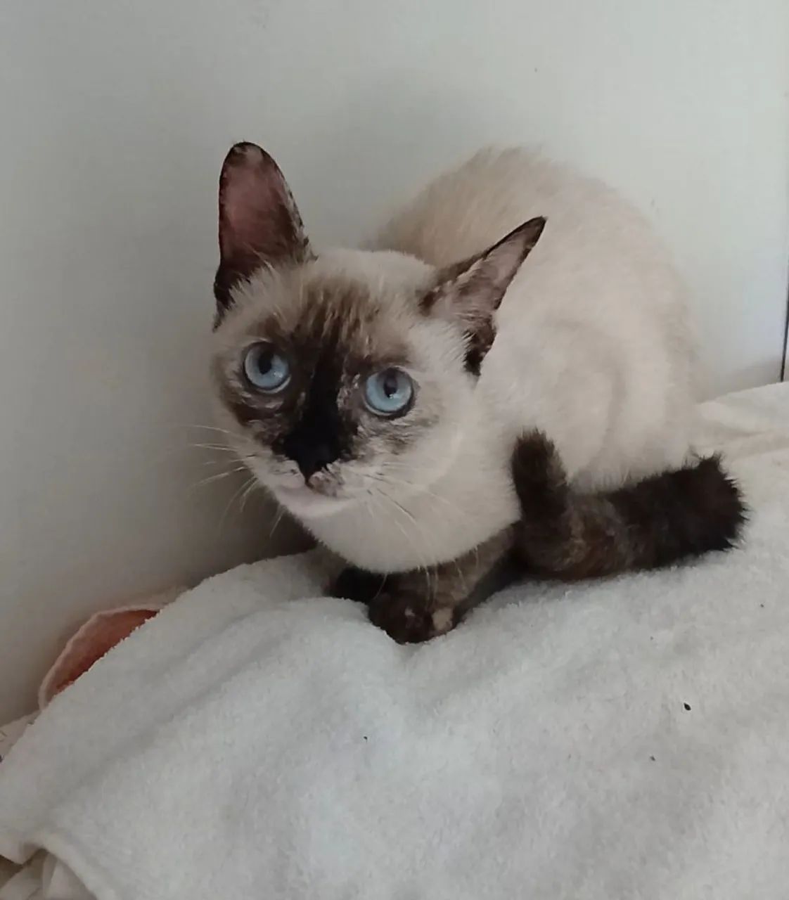 Gata para adoção  - Foto 4