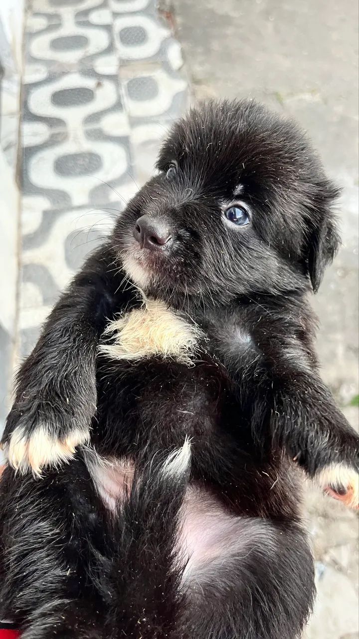 Filhotes de border collie  - Foto 3