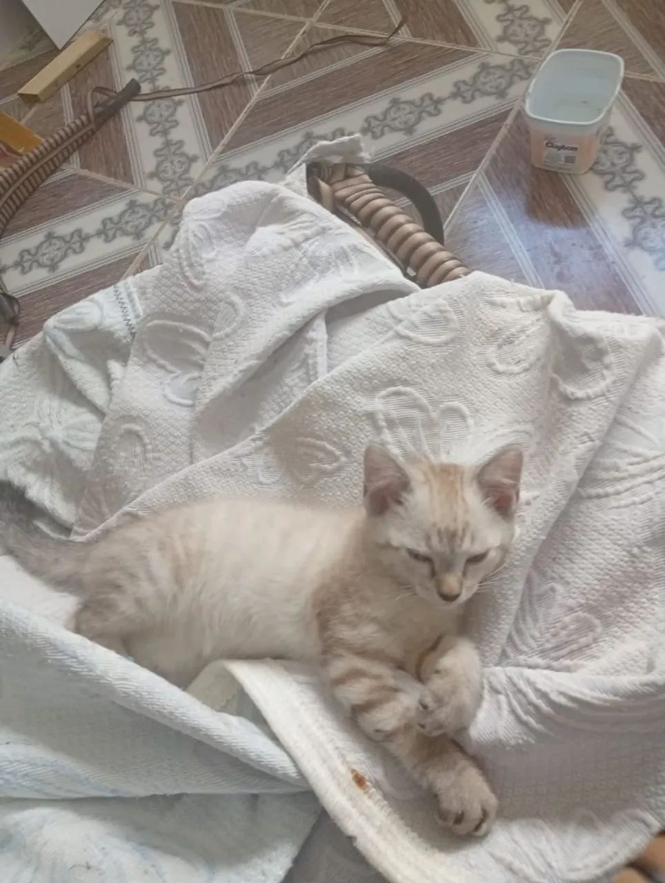 Gata Adoção. - Foto 4