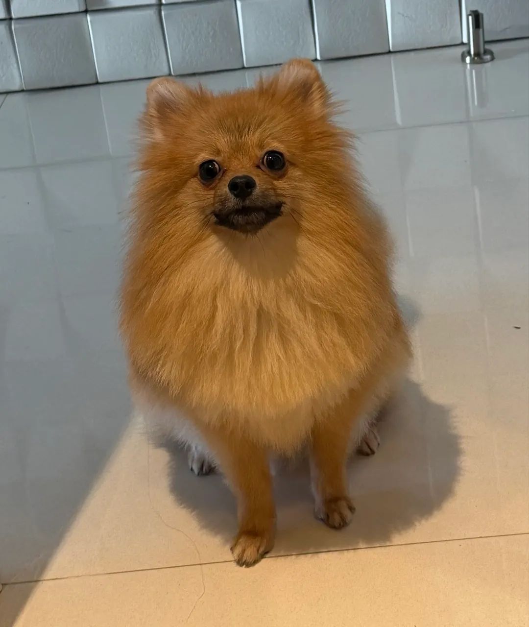 Spitz alemão 