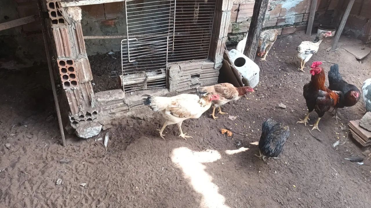 Galinha caipira viva ou abatida na hora. - Foto 5