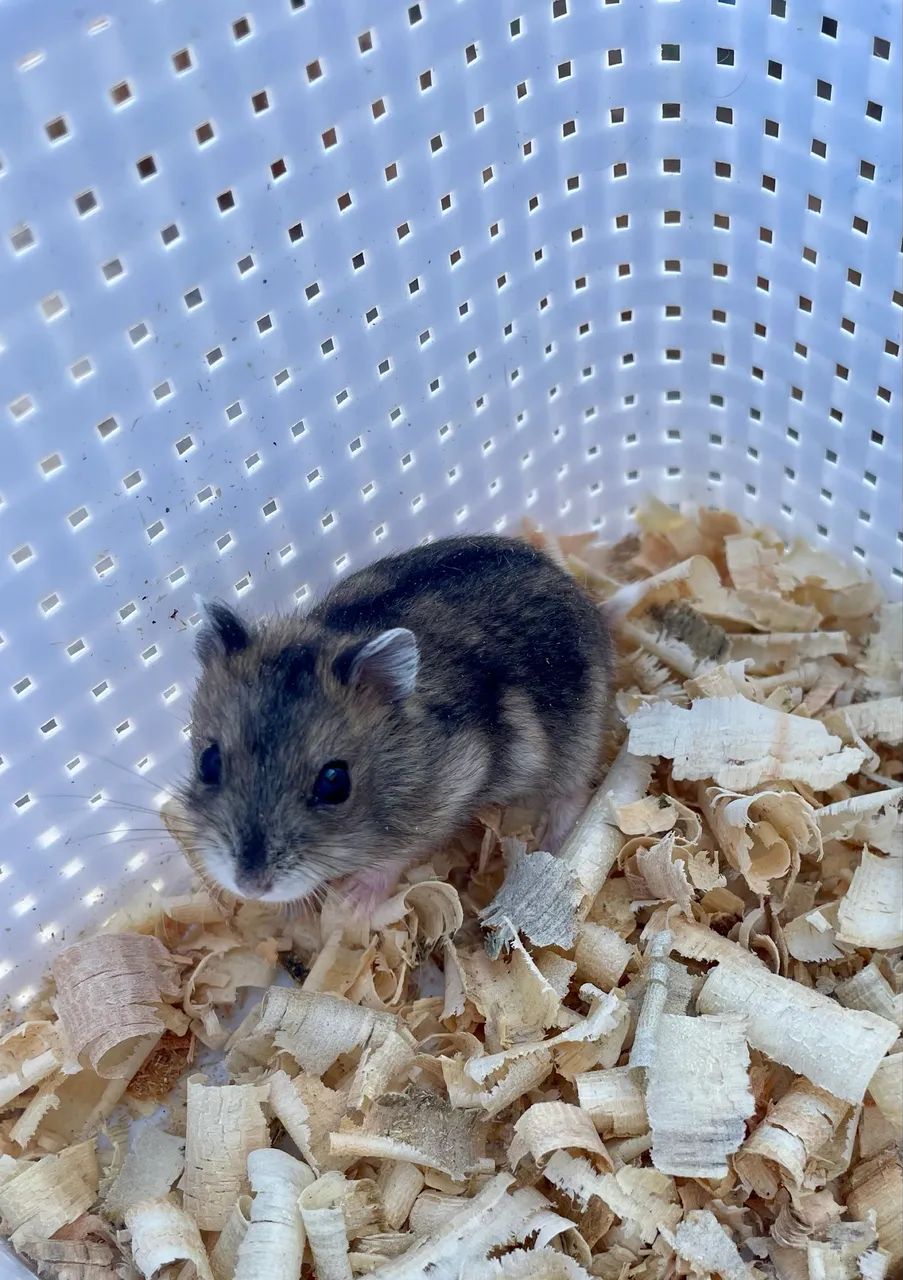 Hamster anão russo filhotes - Foto 5