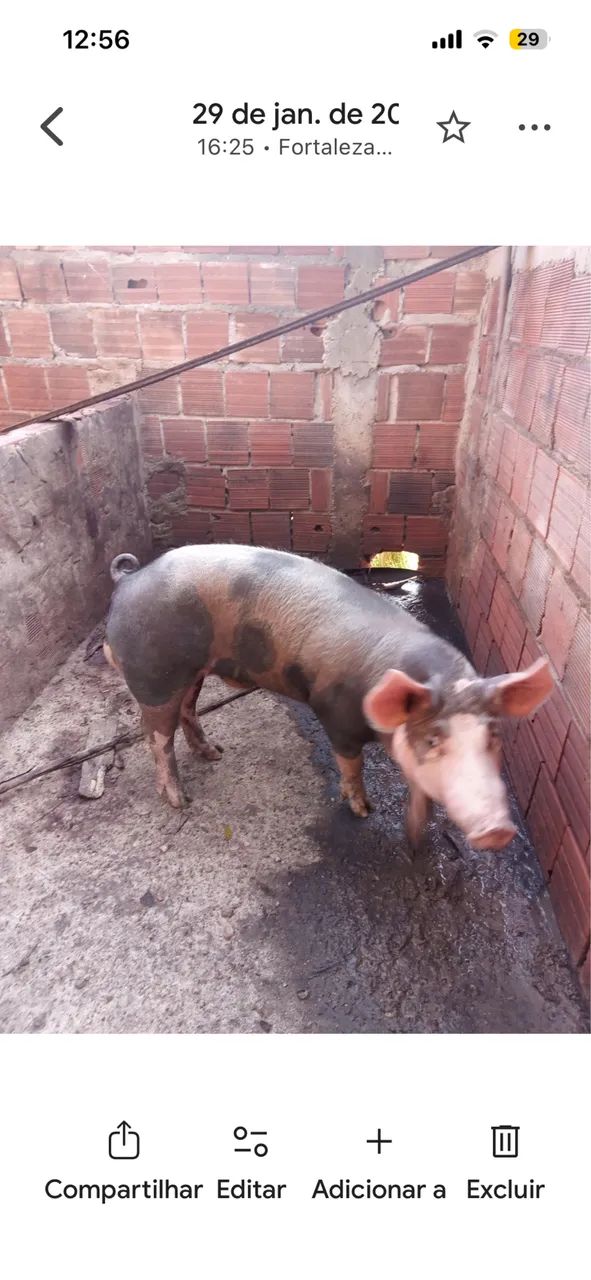 Porco pra venda Pietran com dálmata  - Foto 2