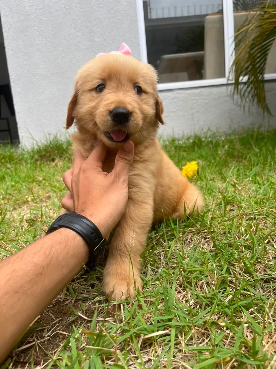 Cachorro  - Foto 2