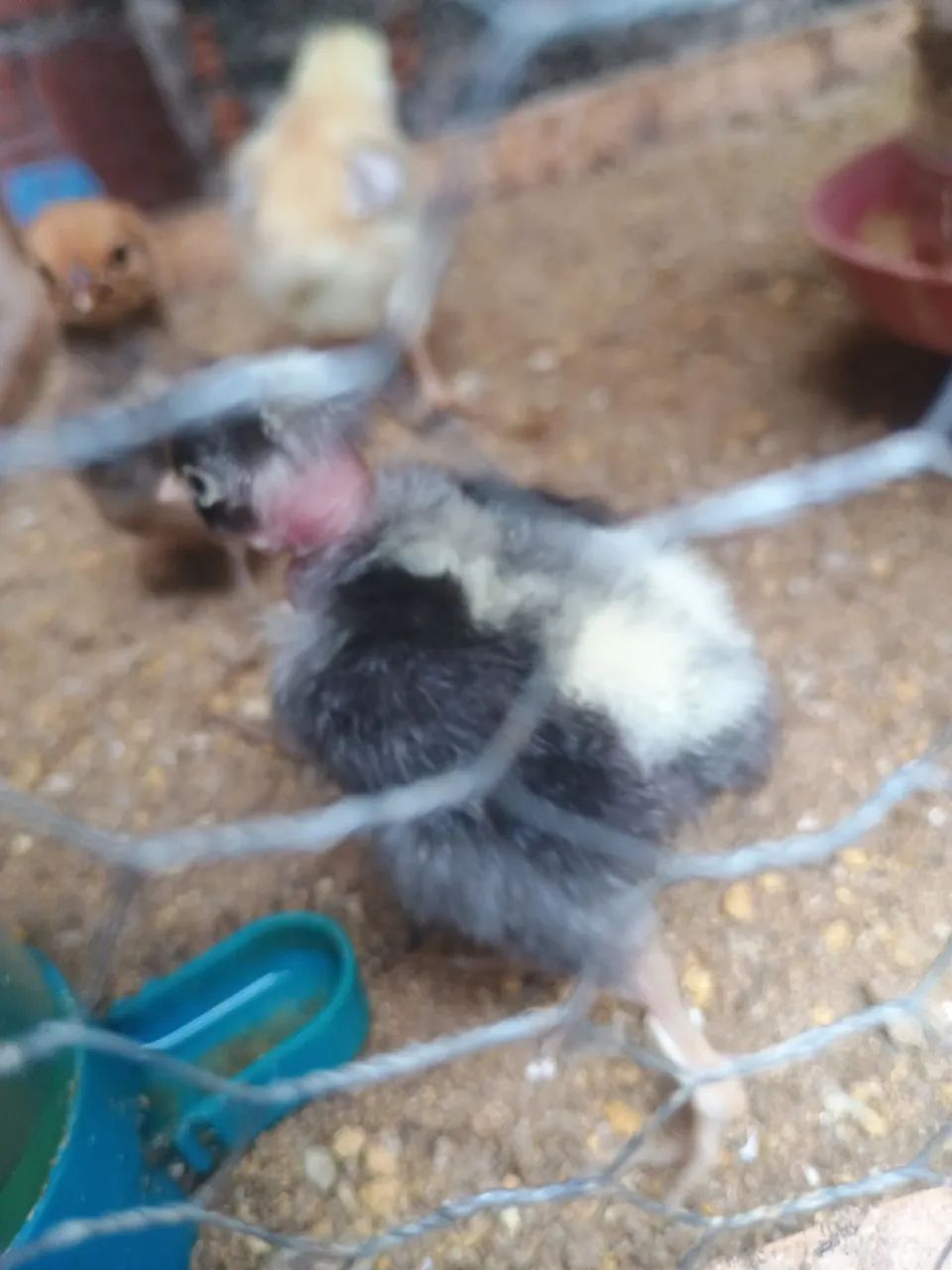 Pintos puros e mestiços Polaco gigante!