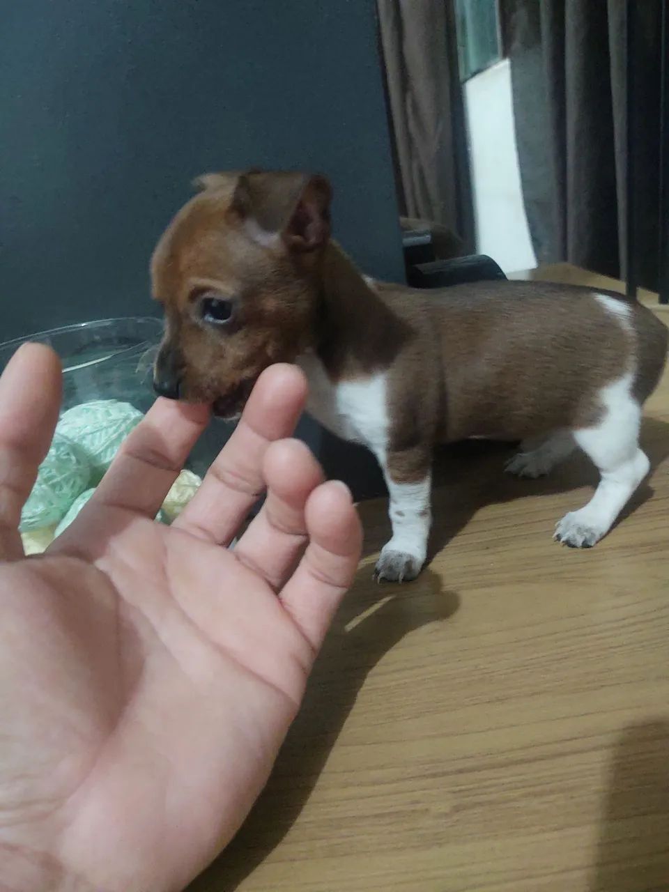 Pinscher Fêmea  - Foto 5