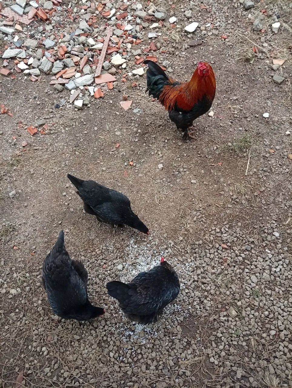 Galinhas Brahma  - Foto 2