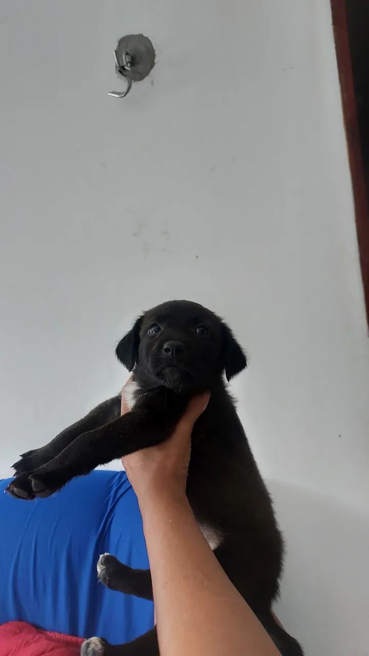 Mestiça Labrador  - Foto 5