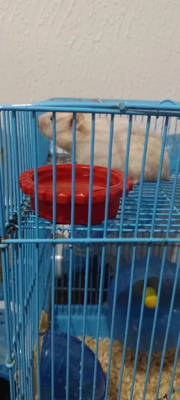 HAMSTERS SÍRIOS LEGÍTIMOS  - Foto 3