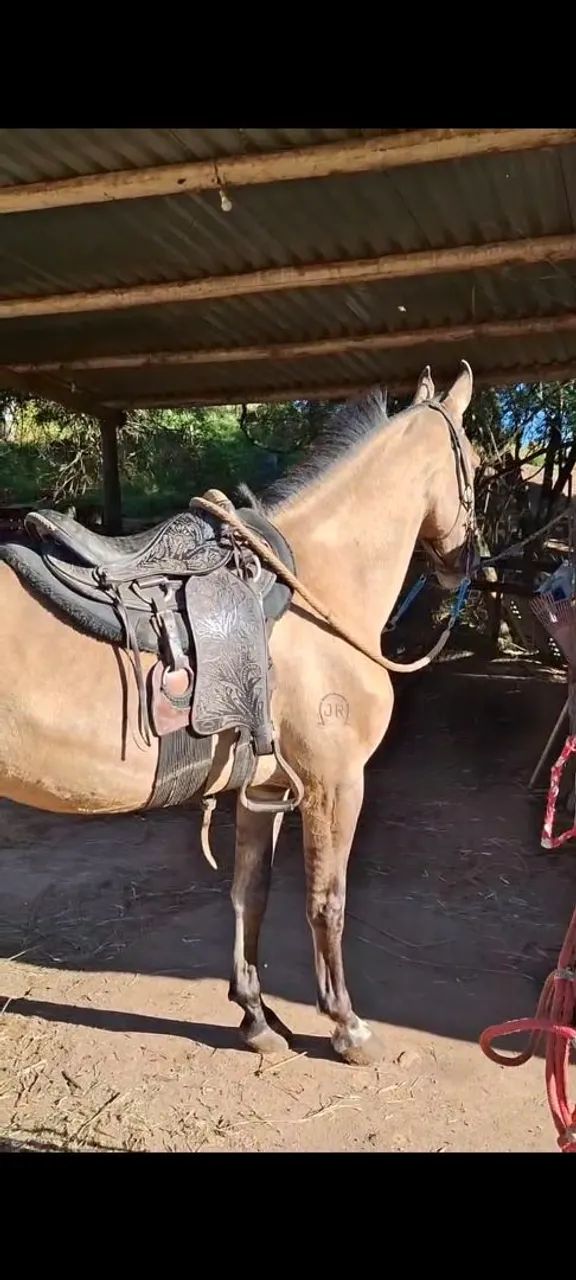 Cavalo campolina  - Foto 2