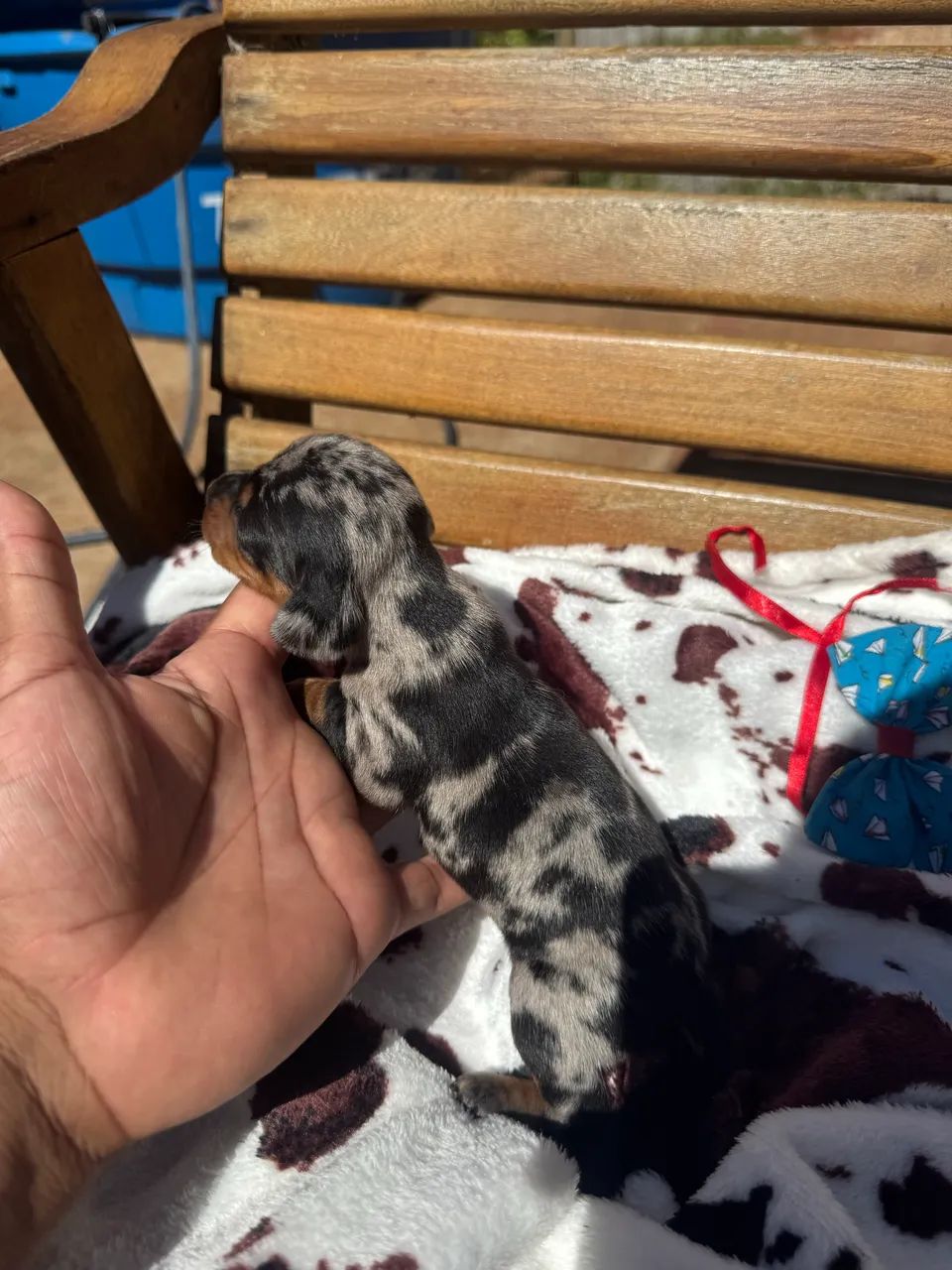 Bebês de Teckel arlequim  - Foto 4